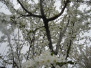 Cherry Plum Blossom (2014, March 28)