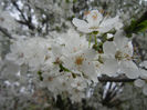 Cherry Plum Blossom (2014, March 28)