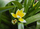 Tulipa Tarda (2014, April 07)