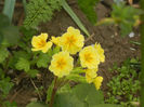 Primula polyanthus Yellow (2014, Apr.04)