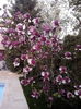 8.04.2014   super magnolie.