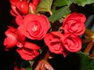 DSCN5967