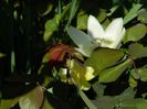 DSCN5992