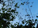 DSCN6079