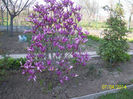 magnolia susanne