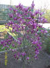 magnolia susanne