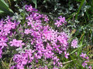 DSCN1099_036