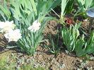 DSCN1106_043