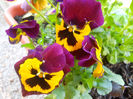 DSCN1113_050