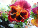DSCN1114_051