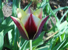DSCN1129_066