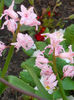 DSCN1137_074