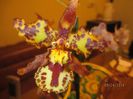 Odontocidium Hansueli Isler