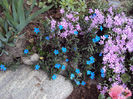 lithodora diffusa