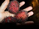 fructe de pe rambutan