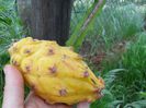 pitaya galbena proaspat culeasa