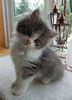 kitty