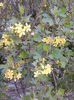 006-cuisor-(ribes aureum)