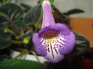Country Crocus
