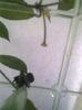 lacunosa bobocei