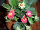 capsuni cu floare rosie