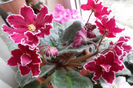 SAM_2297