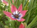 Tulipa Little Beauty (2014, April 09)