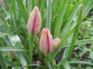 Tulipa Little Beauty (2014, April 10)