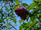 DSCN6133