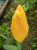 Tulipa Blushing Apeldoorn (2014, Apr.10)
