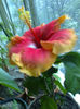 Hibiscus Oberon
