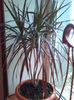 dracena