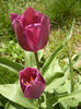 Tulipa Purple Flag (2014, April 08)