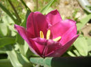 Tulipa Purple Flag (2014, April 08)
