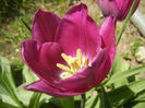 Tulipa Purple Flag (2014, April 09)