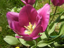 Tulipa Purple Flag (2014, April 09)