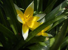 Tulipa Tarda (2014, April 08)