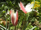 Tulipa Peppermint Stick (2014, April 09)