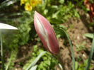 Tulipa Peppermint Stick (2014, April 09)