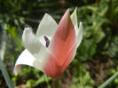 Tulipa Peppermint Stick (2014, April 09)