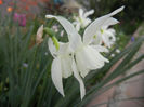 Narcissus Thalia (2014, April 07)