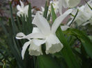 Narcissus Thalia (2014, April 07)