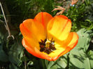 Tulipa Orange Bowl (2014, April 09)