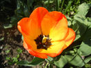 Tulipa Orange Bowl (2014, April 09)