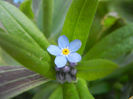 Myosotis alpestris (2014, April 07)