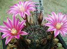 Mammillaria longiflora