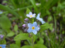 Myosotis alpestris (2014, April 10)