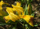 Iris pumila Yellow (2014, April 04)