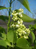 White Lilac Tree (2014, April 04)