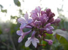 Syringa vulgaris_Lilac (2014, April 07)